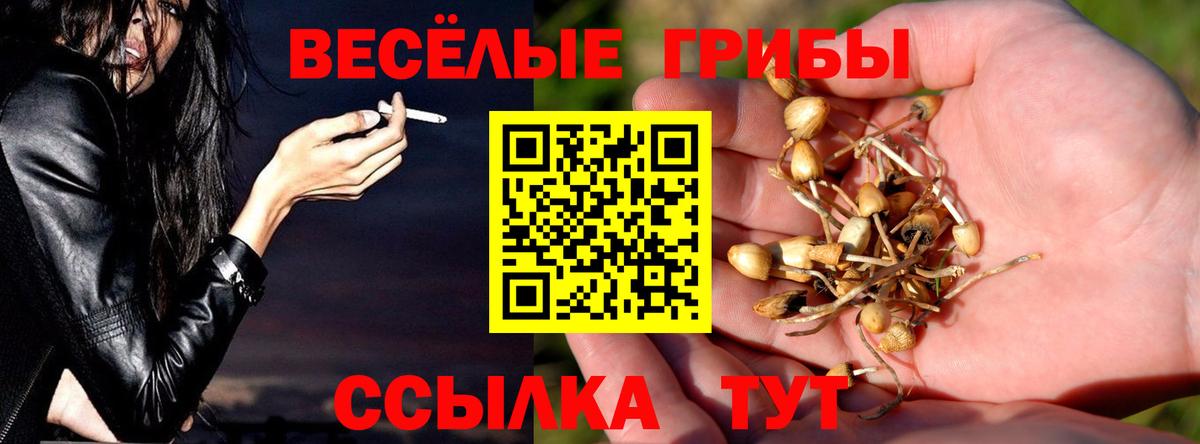 Краснознаменск  Псилоцибиновые грибы MAGIC MUSHROOMS  Псилоцибиновые грибы GOLDEN TEACHER  Вход с VPN 